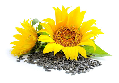 Bio Sonnenblumenkernöl kaltgepresst 500ml - Tasty Pott - Tasty Pott