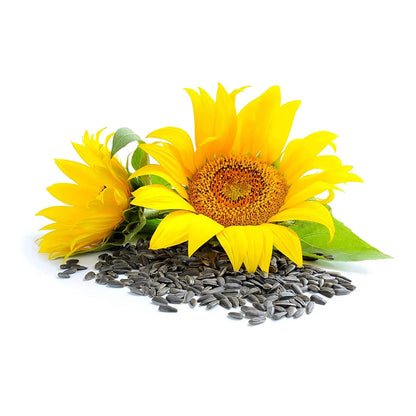 Bio Sonnenblumenkernöl kaltgepresst 500ml - Tasty Pott - Tasty Pott